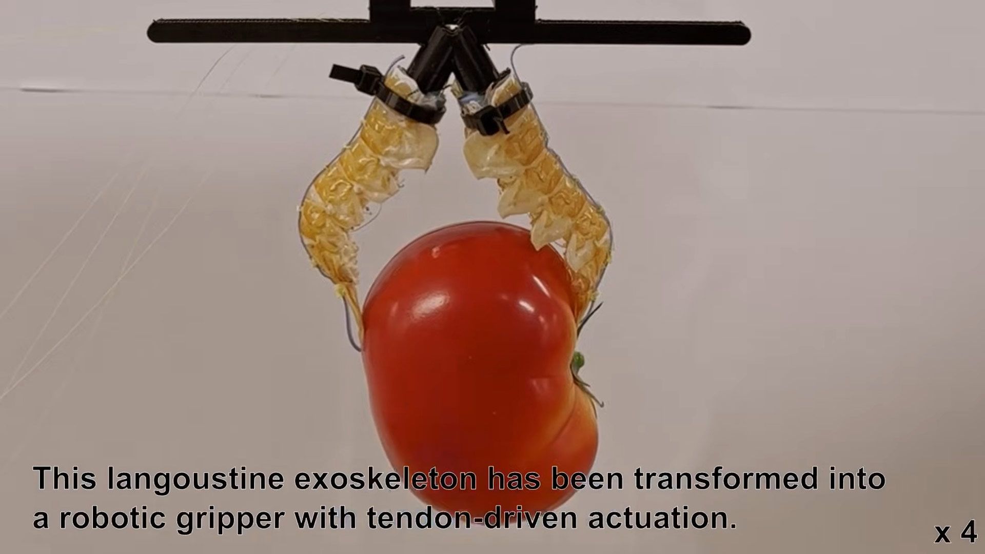 Robots fashioned from dead lobster exoskeletons have awesome strength, light weight, and flexibility — necrobotics advance mixes sustainable food waste with syn