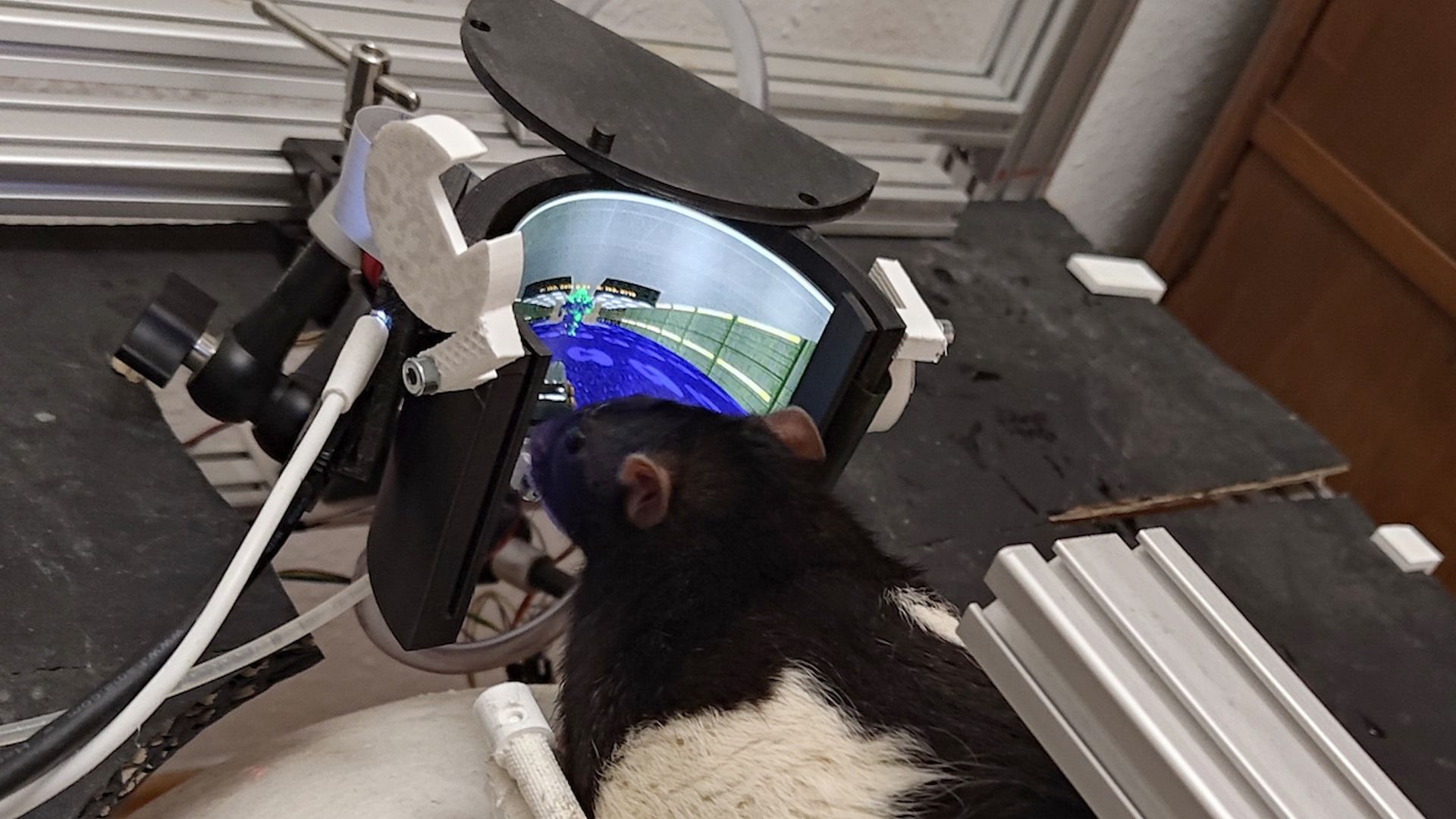 Experiment to train rats to play Doom reaches a new level; rats can now shoot enemies — wraparound AMOLED screen provides virtual environment for neuroengineers