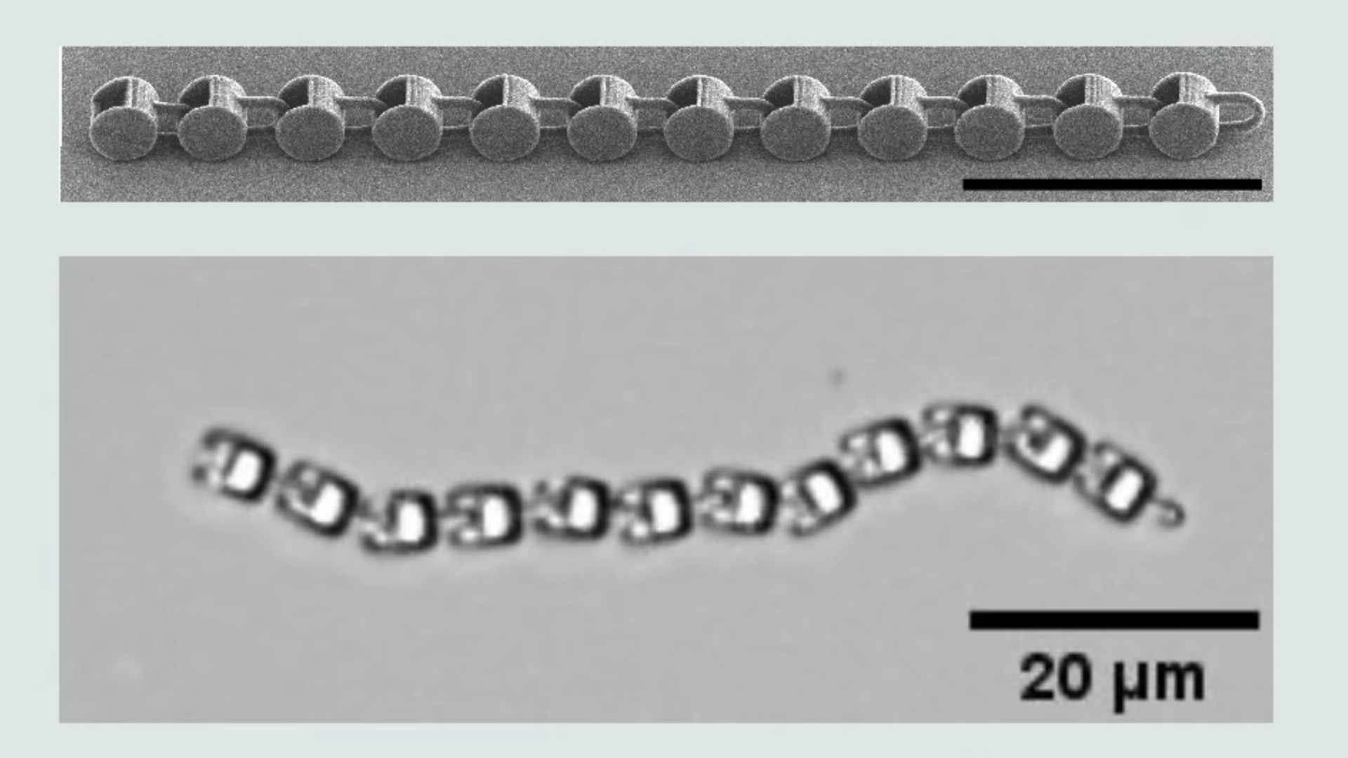 Researchers 3D print robot the size of a single-cell organism — devices move and navigate even without a ‘brain,’ uses their shape and the environment to get go Researchers 3D print robot the size of a single-cell organism — devices move and navigate even without a ‘brain,’ uses their shape and the environment to get go