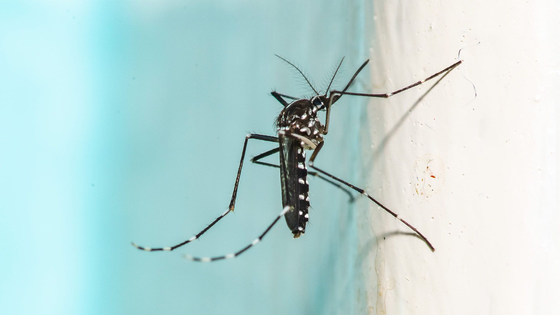 The 'ultimate mosquito killer' uses lasers and AI — custom model trained to detect and lock lasers on these pests
