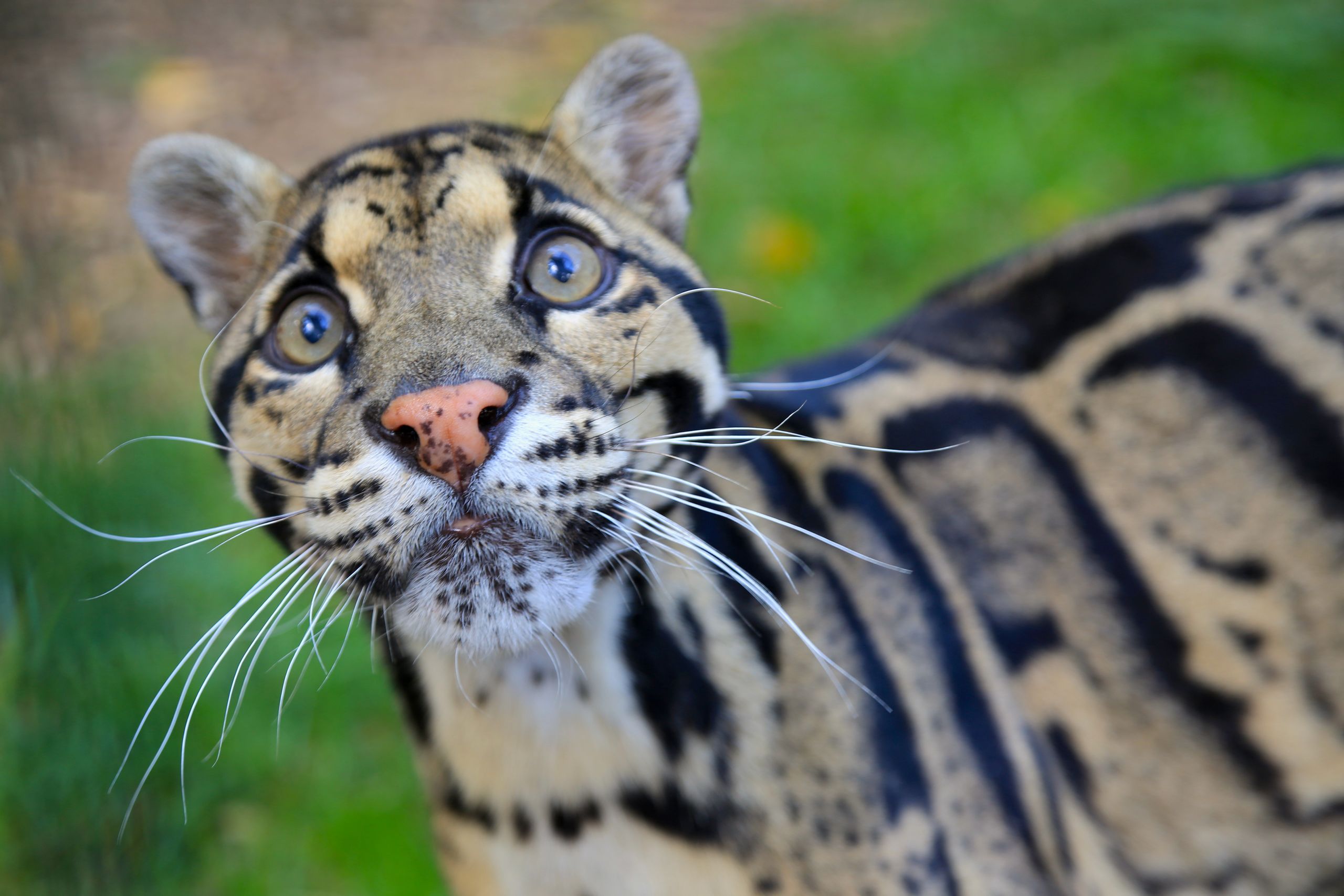 Nashville Zoo pushes back on 1.6-acre data center build near animal habitats — Zoo says it planned to use lot for education and conservation center