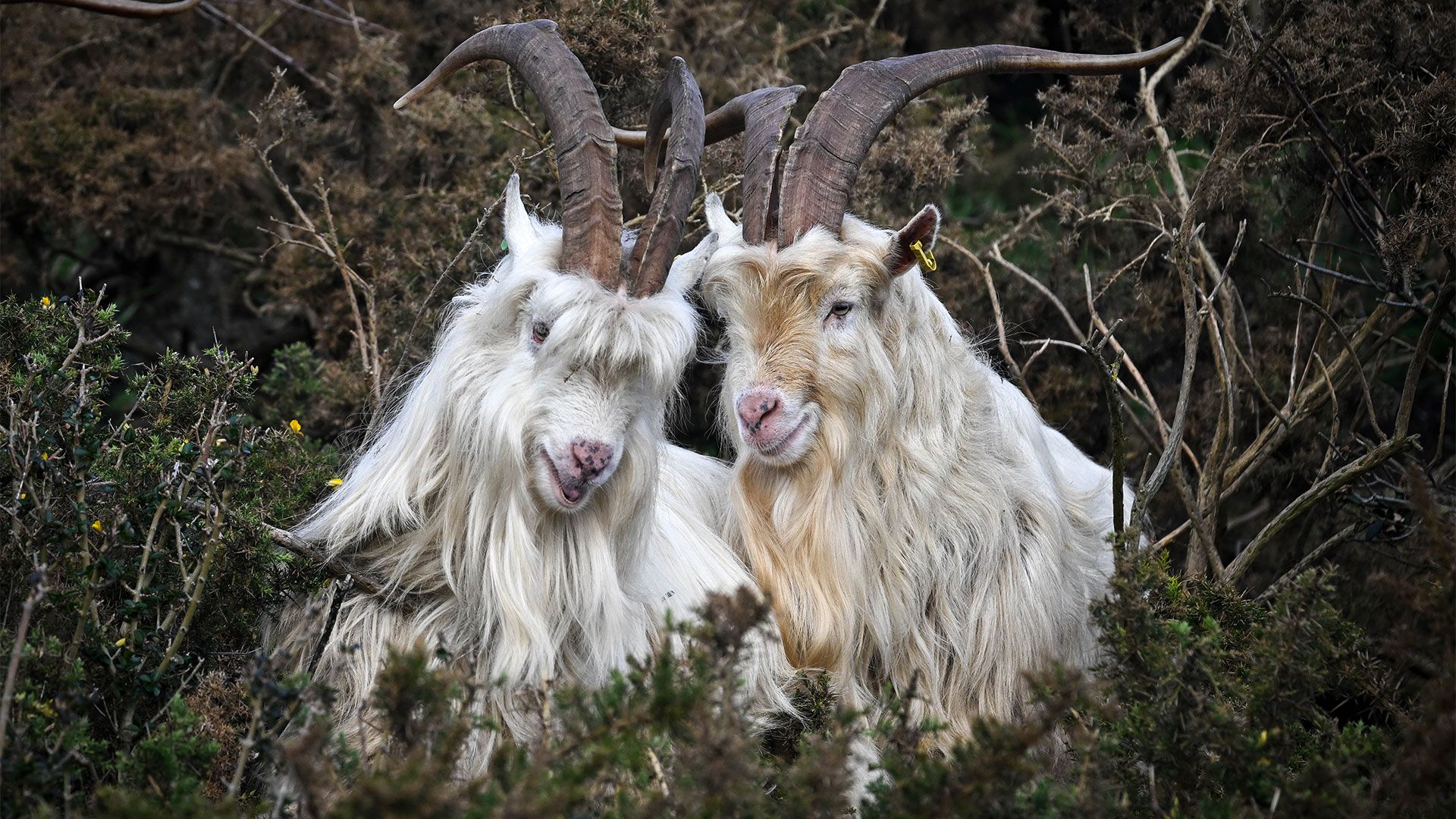 Age of Empires II’s goats used as AI building blocks to build a neural network — goaty experiment mocks the idea of chatbot consciousness, Microsoft AI research Age of Empires II’s goats used as AI building blocks to build a neural network — goaty experiment mocks the idea of chatbot consciousness, Microsoft AI research